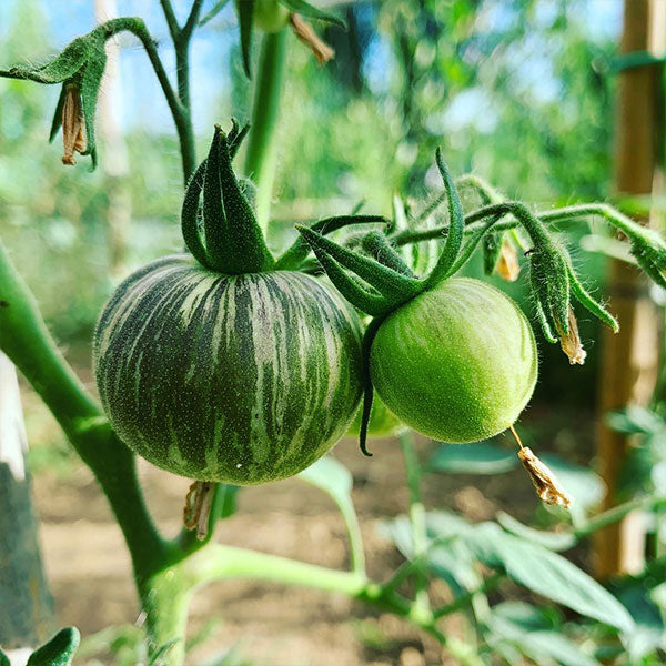 PASSATA DI POMODORO VERDE