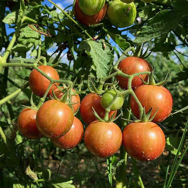 PASSATA DI POMODORO ROSSO