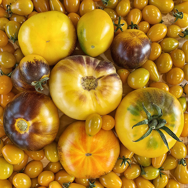 YELLOW TOMATO PASSATA