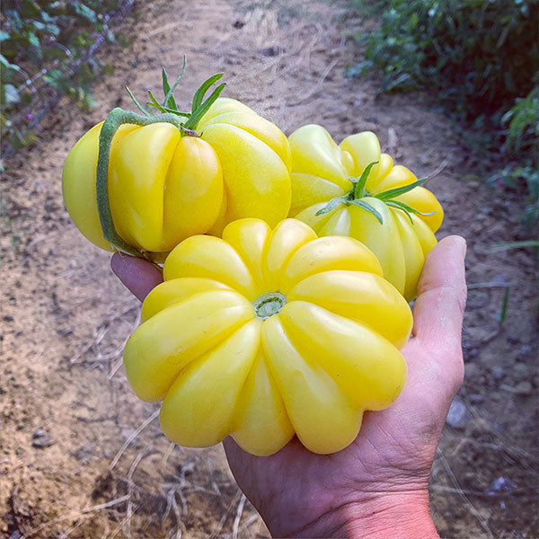 YELLOW TOMATO PASSATA