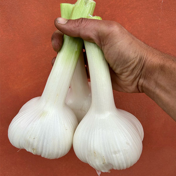 SUGO ALL'AGLIONE
