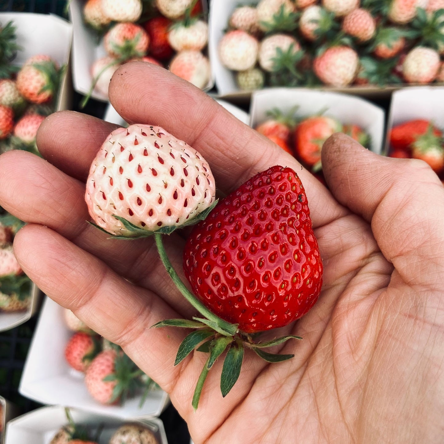 COMPOSTA DI FRAGOLE ANTICHE