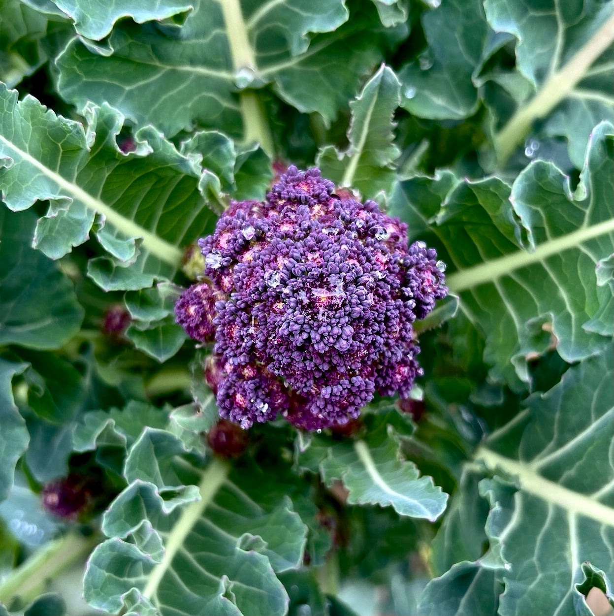 BROCCOLETTI RIPASSATI