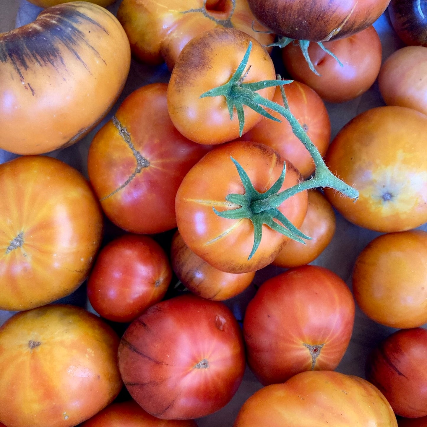 PASSATA DI POMODORO ARANCIONE