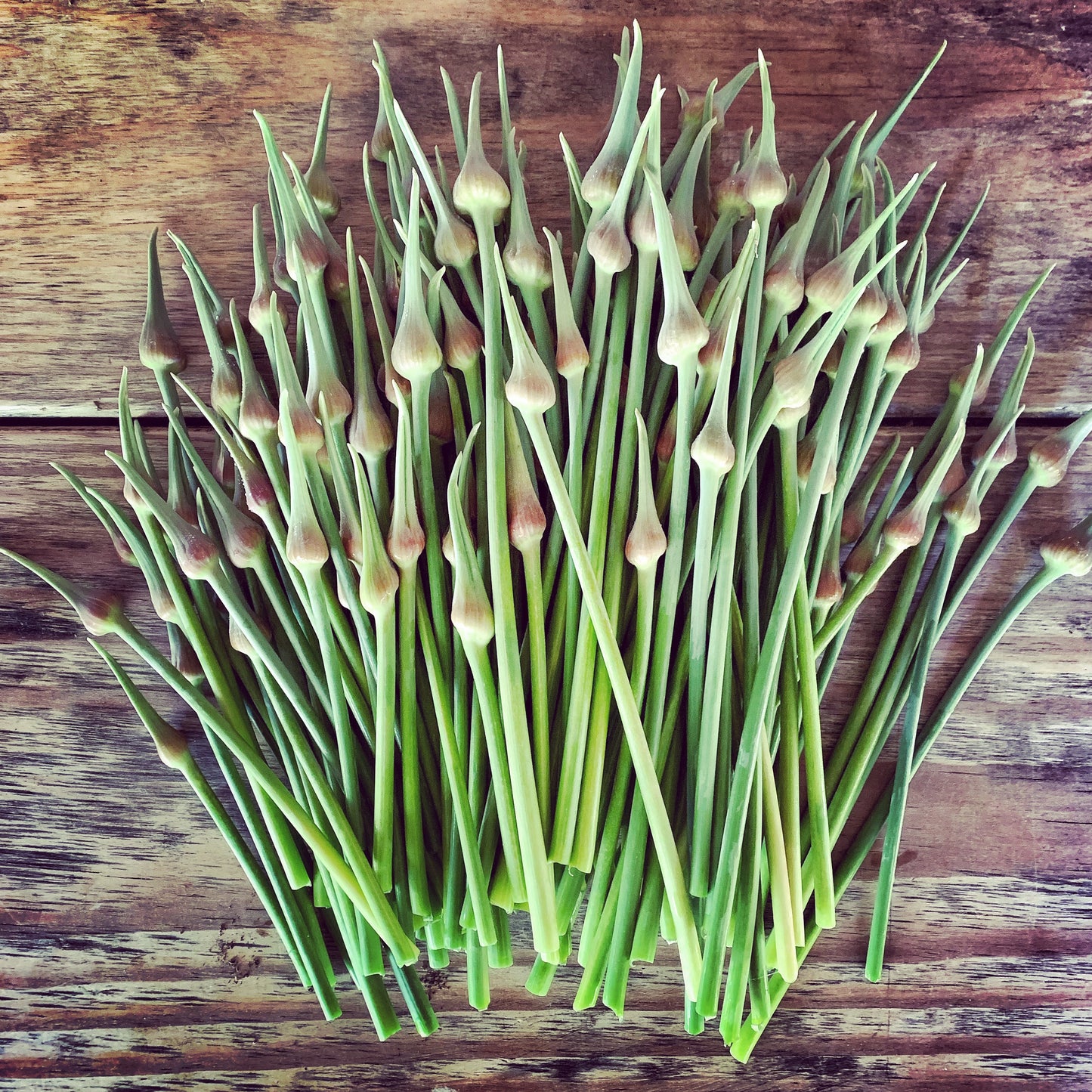 PATE' DI TALLI DI AGLIONE