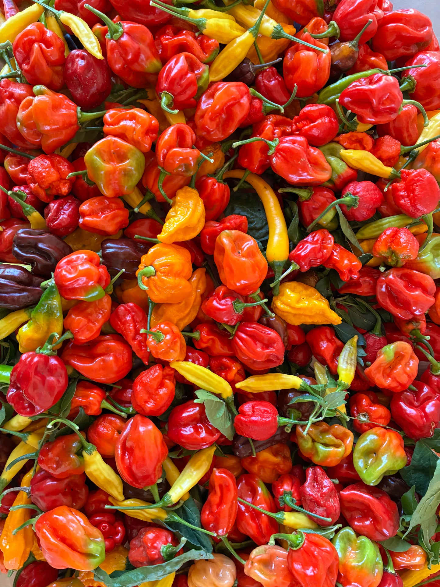 Chipotle (Jalapeno affumicato) e trasporto