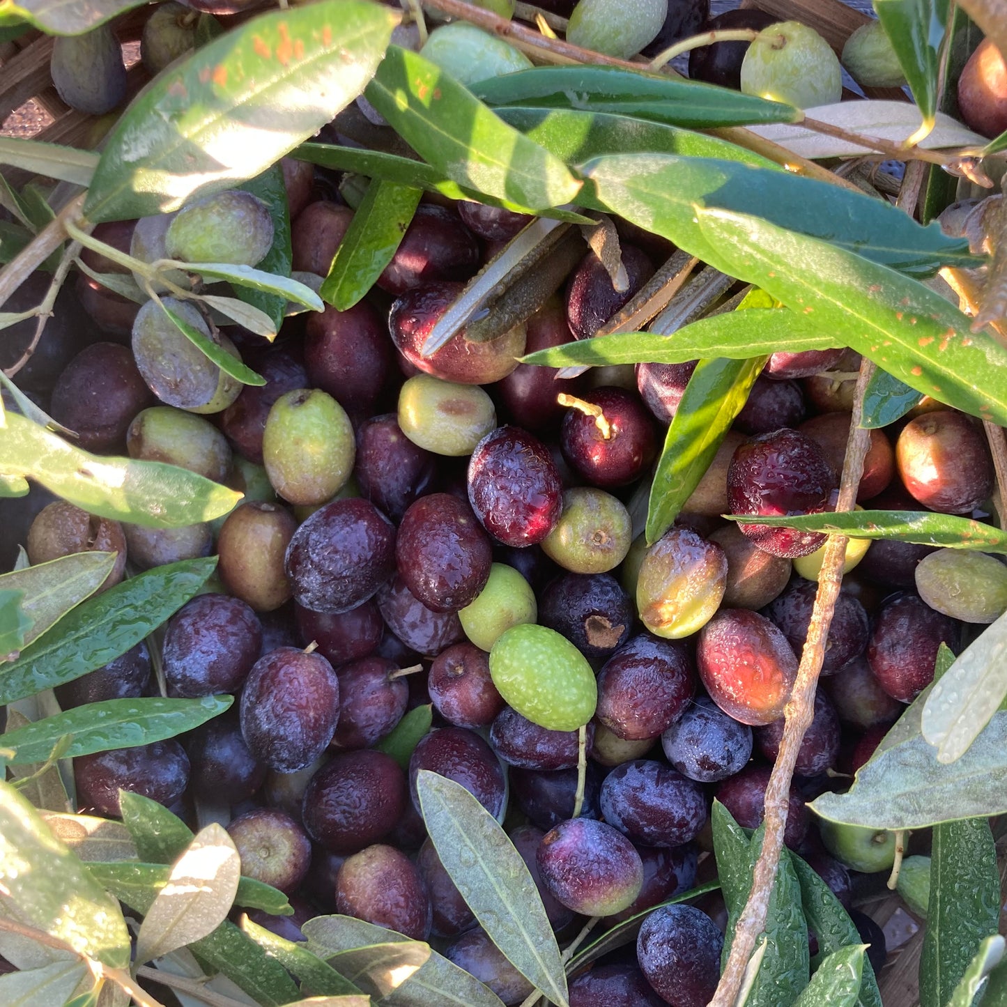 OLIO EXTRAVERGINE DI OLIVA BIOLOGICO (CAMPAGNA OLEARIA 2024-2025)