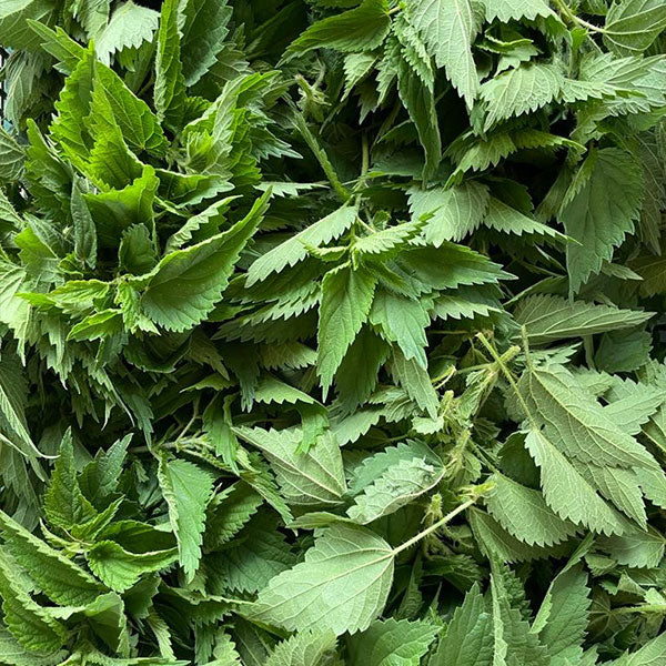 STINGING NETTLES SALSA VERDE