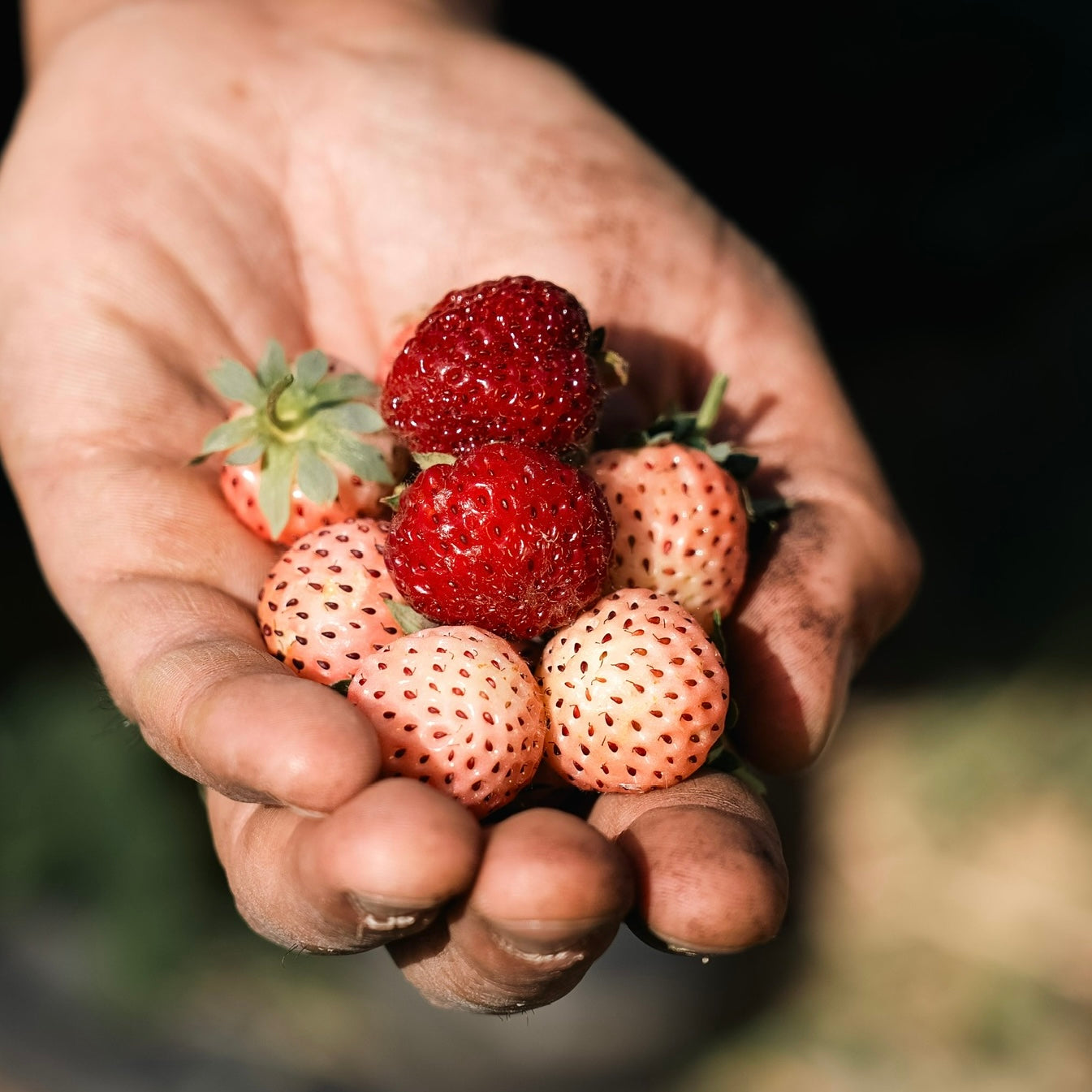 COMPOSTA DI FRAGOLE ANTICHE