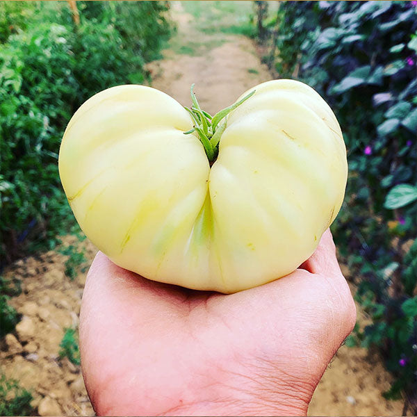 PASSATA DI POMODORO BIANCO