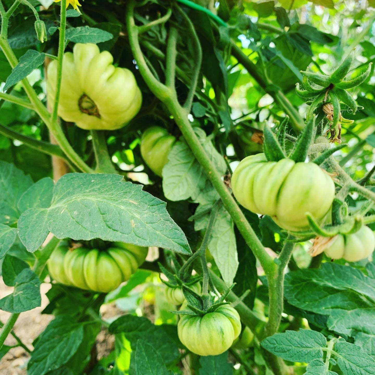 PASSATA DI POMODORO BIANCO
