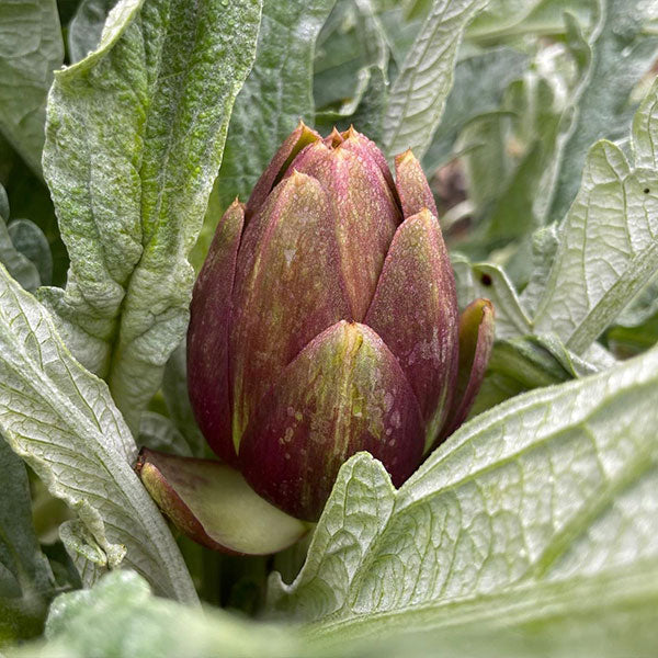 CARCIOFI SOTT'OLIO