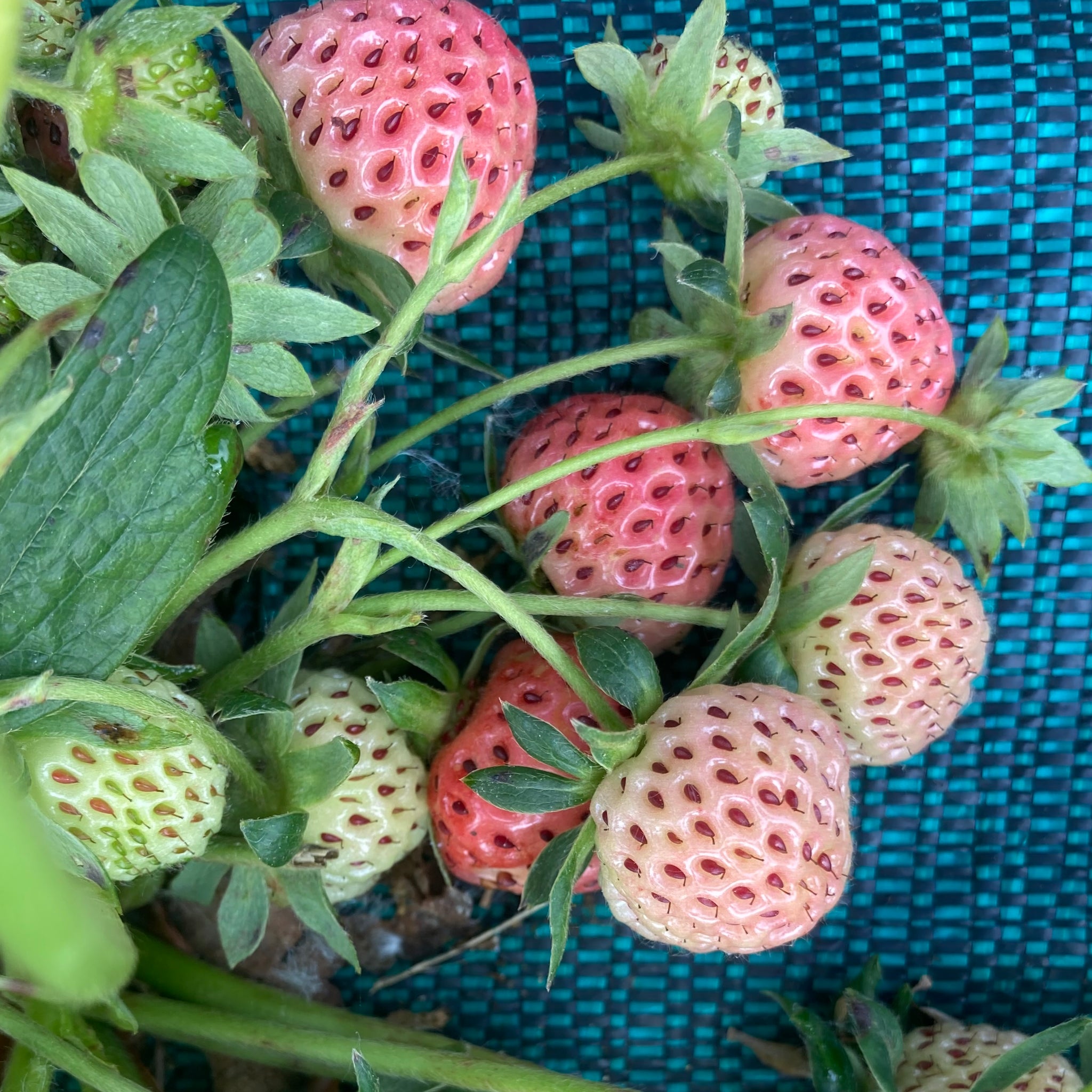 COMPOSTA DI FRAGOLE ANTICHE