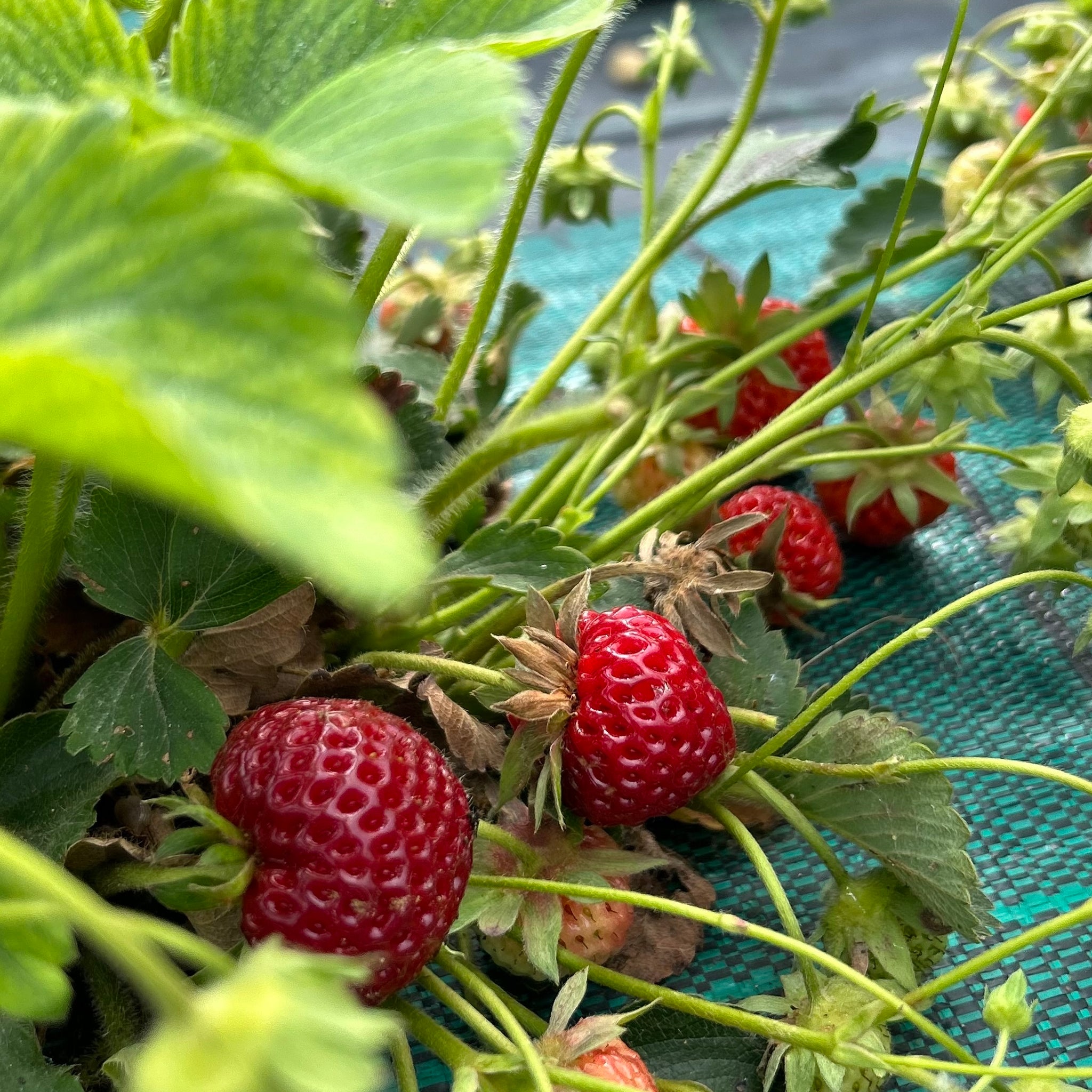 COMPOSTA DI FRAGOLE ANTICHE
