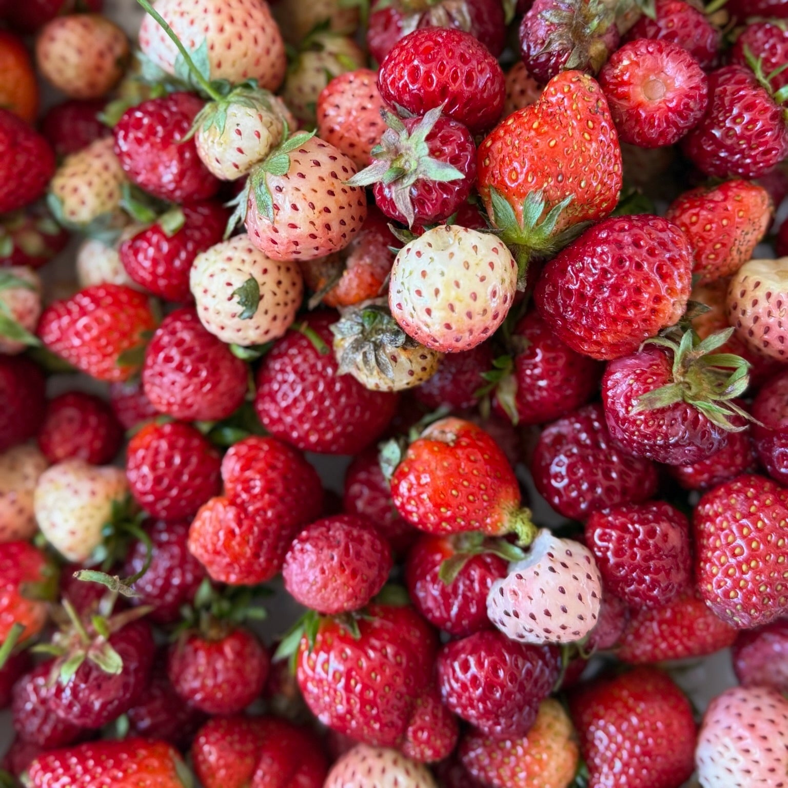 COMPOSTA DI FRAGOLE ANTICHE