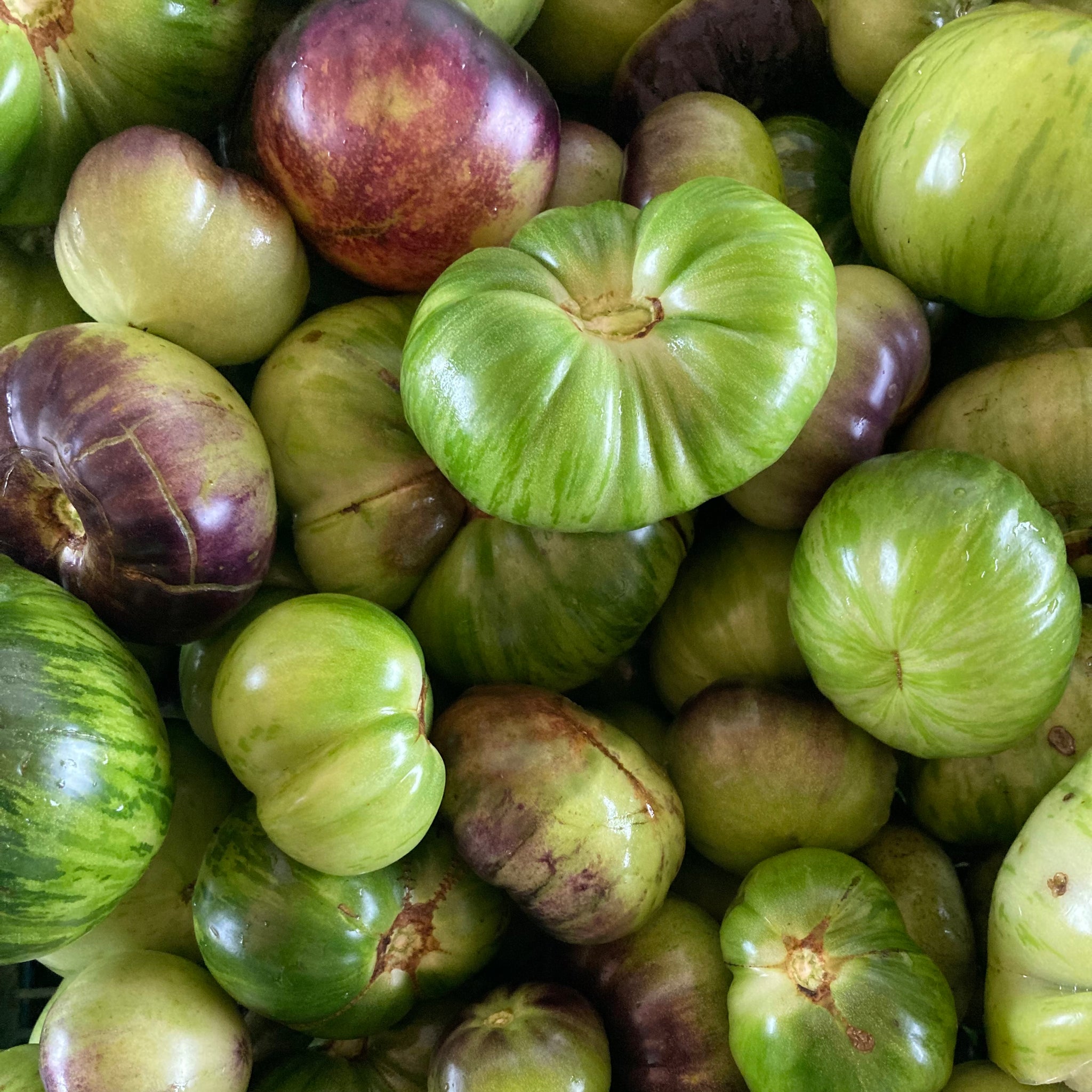 POMODORI VERDI SOTT'OLIO