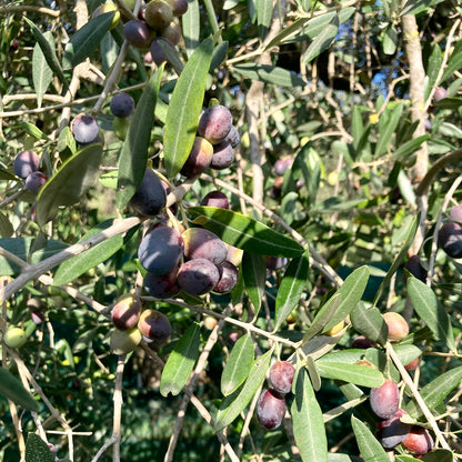 OLIO EXTRA VERGINE DI OLIVA BIOLOGICO (CAMPAGNA OLEARIA 2024-2025)