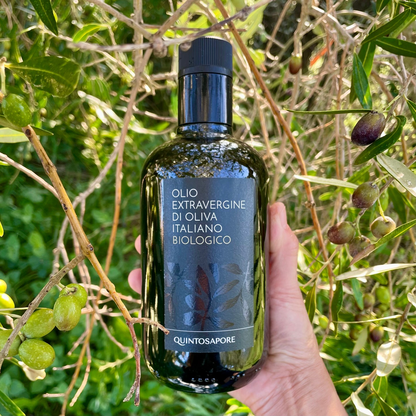 OLIO EXTRA VERGINE DI OLIVA BIOLOGICO (CAMPAGNA OLEARIA 2024-2025)