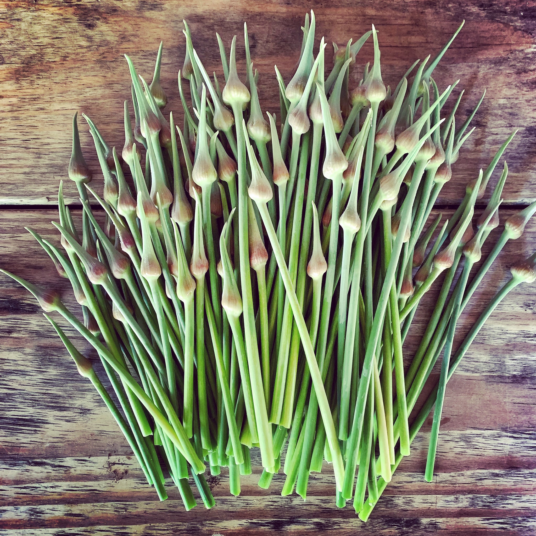 PATE' DI TALLI DI AGLIONE
