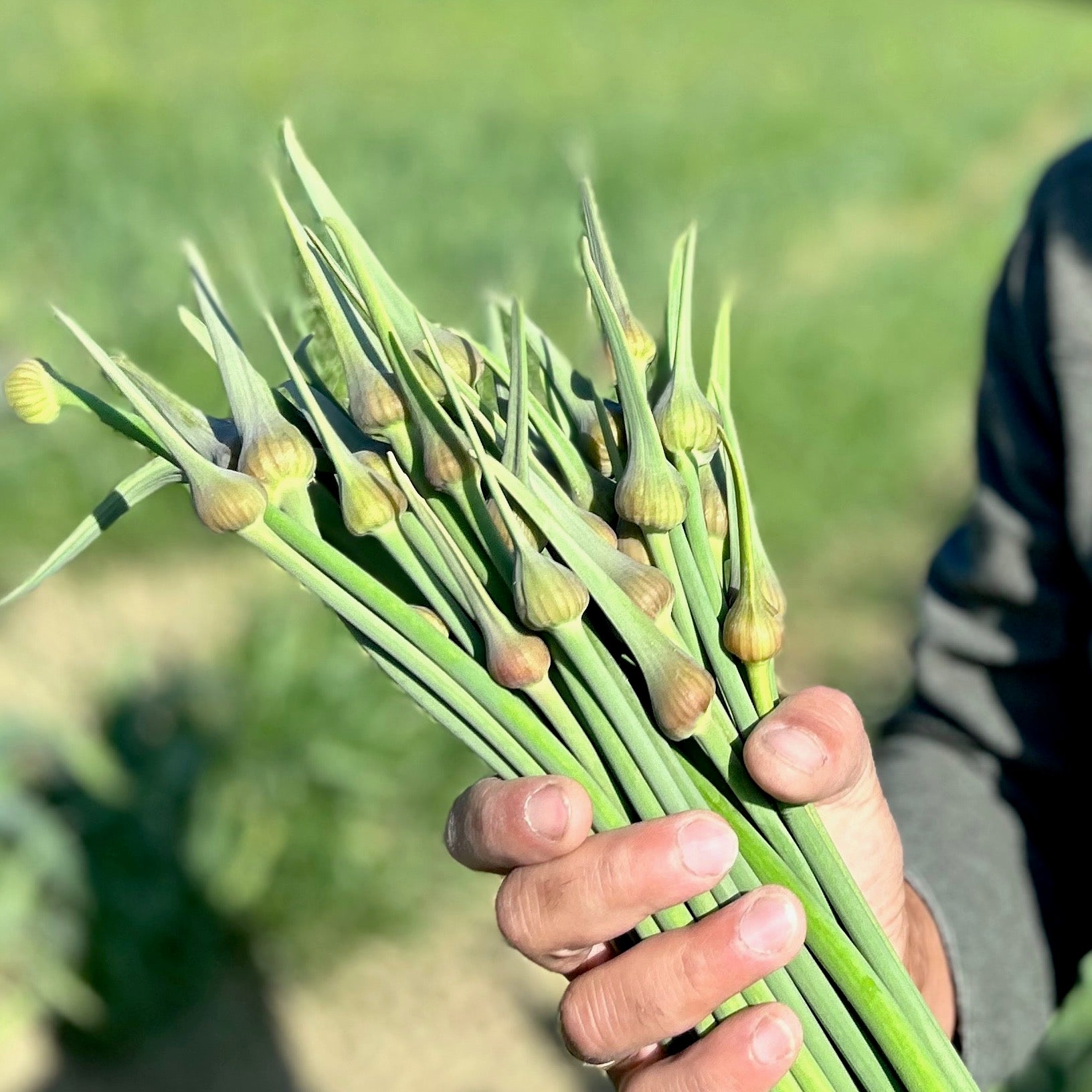 PATE' DI TALLI DI AGLIONE