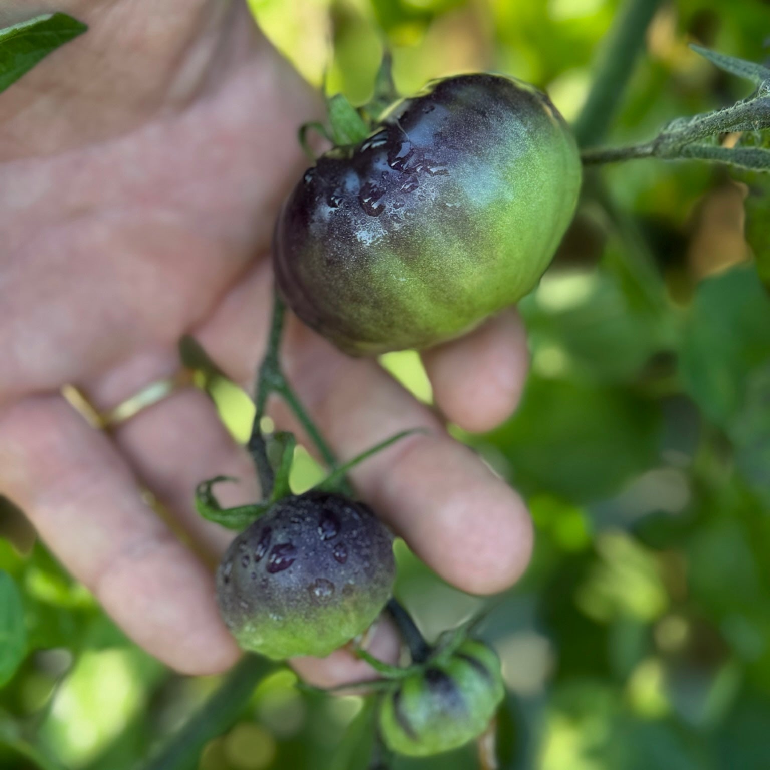 POMODORI VERDI SOTT'OLIO