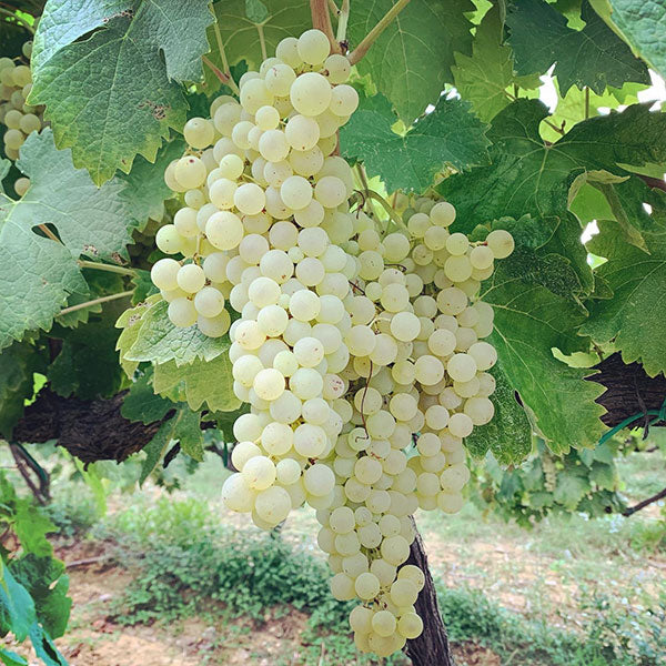 MALMATURO BIANCO